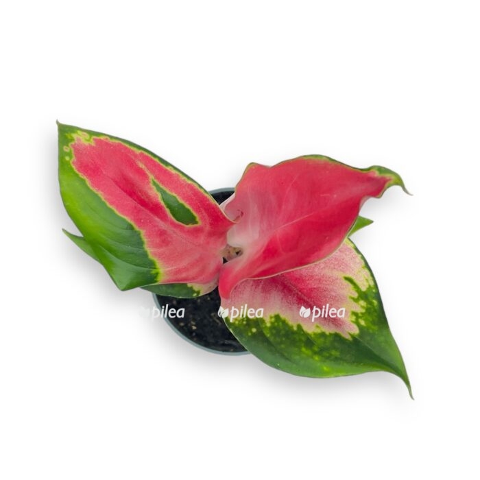 aglaonema red dragon e1699371473154