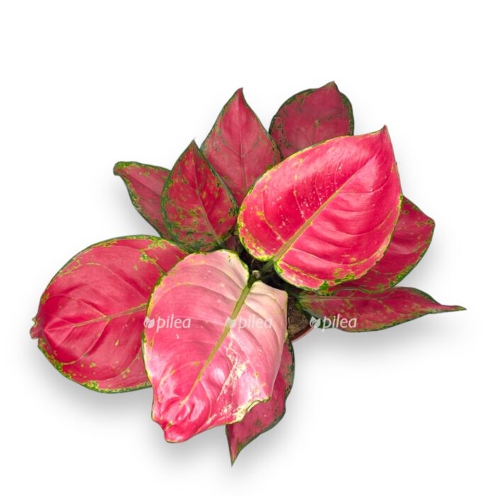 aglaonema red dzhoj e1706900579660