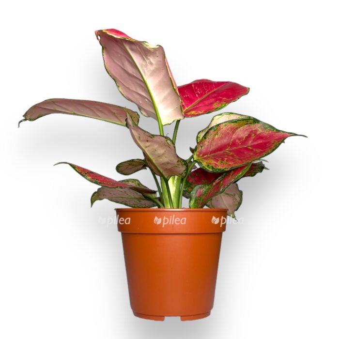 aglaonema red dzhoj e1706900587130