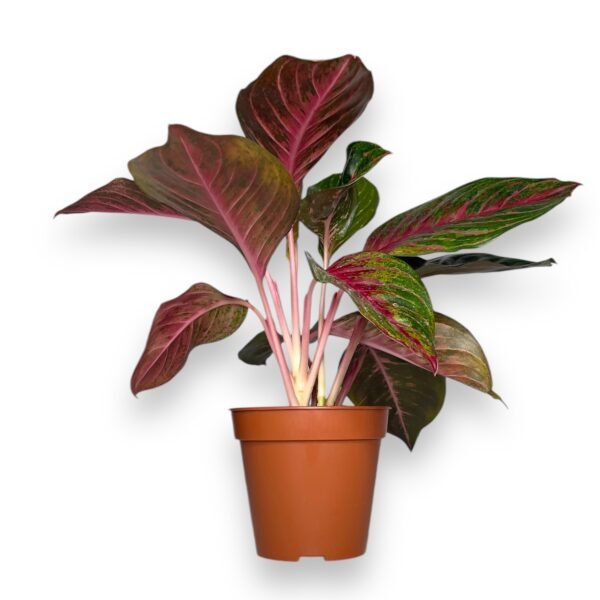 aglaonema-red-emerald-1-e1729083570799.jpeg aglaonema red emerald 1 e1729083570799