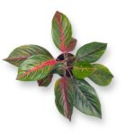 aglaonema red emerald e1729083581637