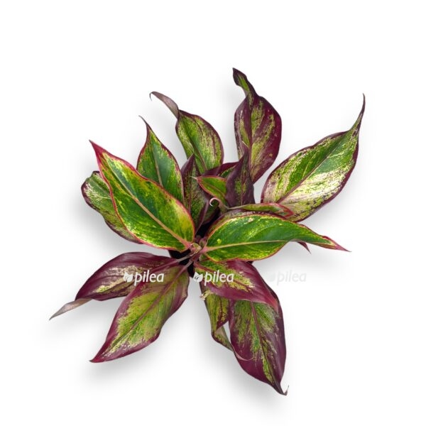 aglaonema red fire e1722700330501