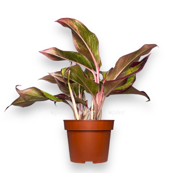 aglaonema red fire e1722700338805