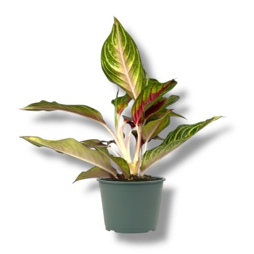 aglaonema red panama 1 1 e1745339672158