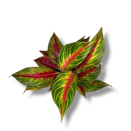 aglaonema red panama e1745339653504