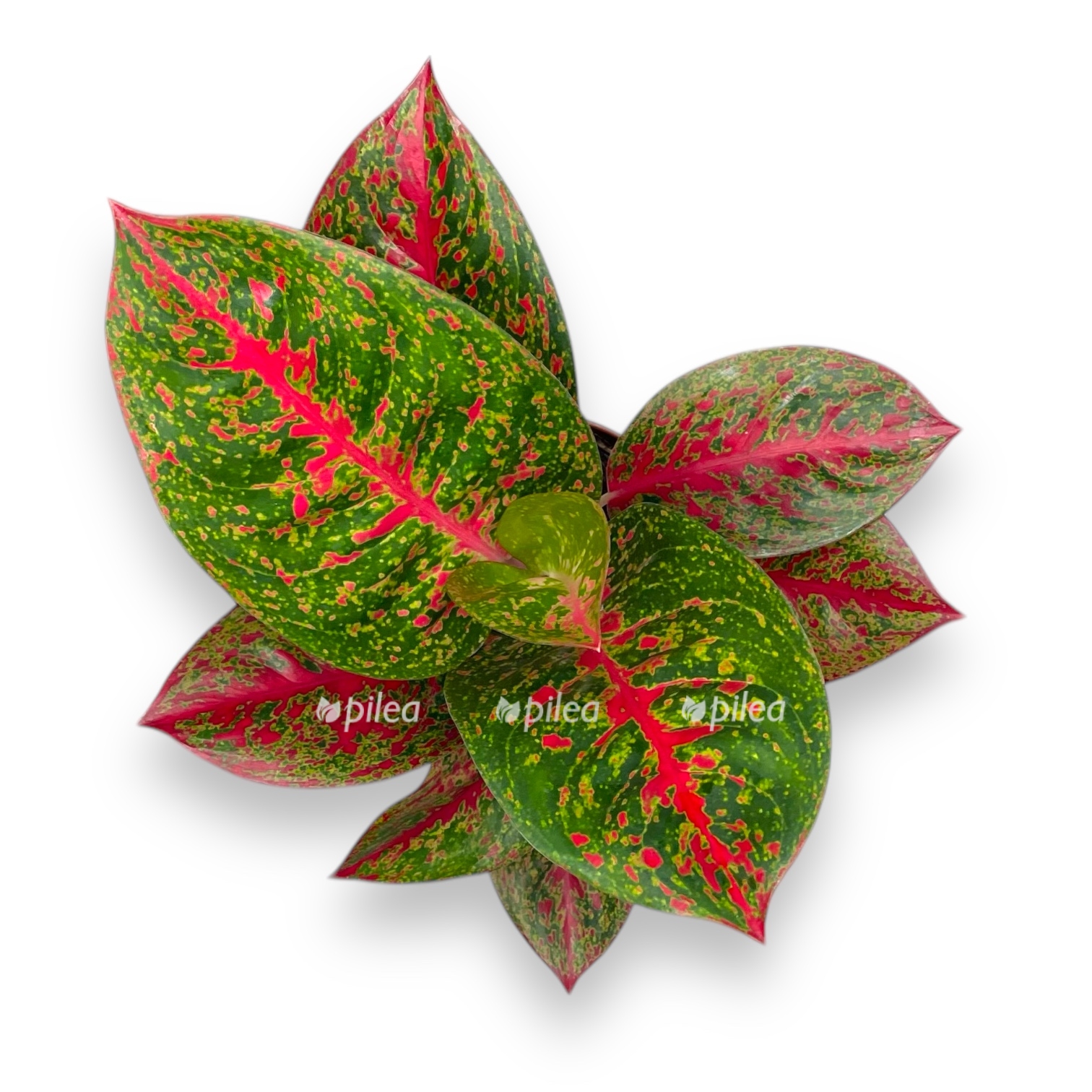 aglaonema red sprinkles