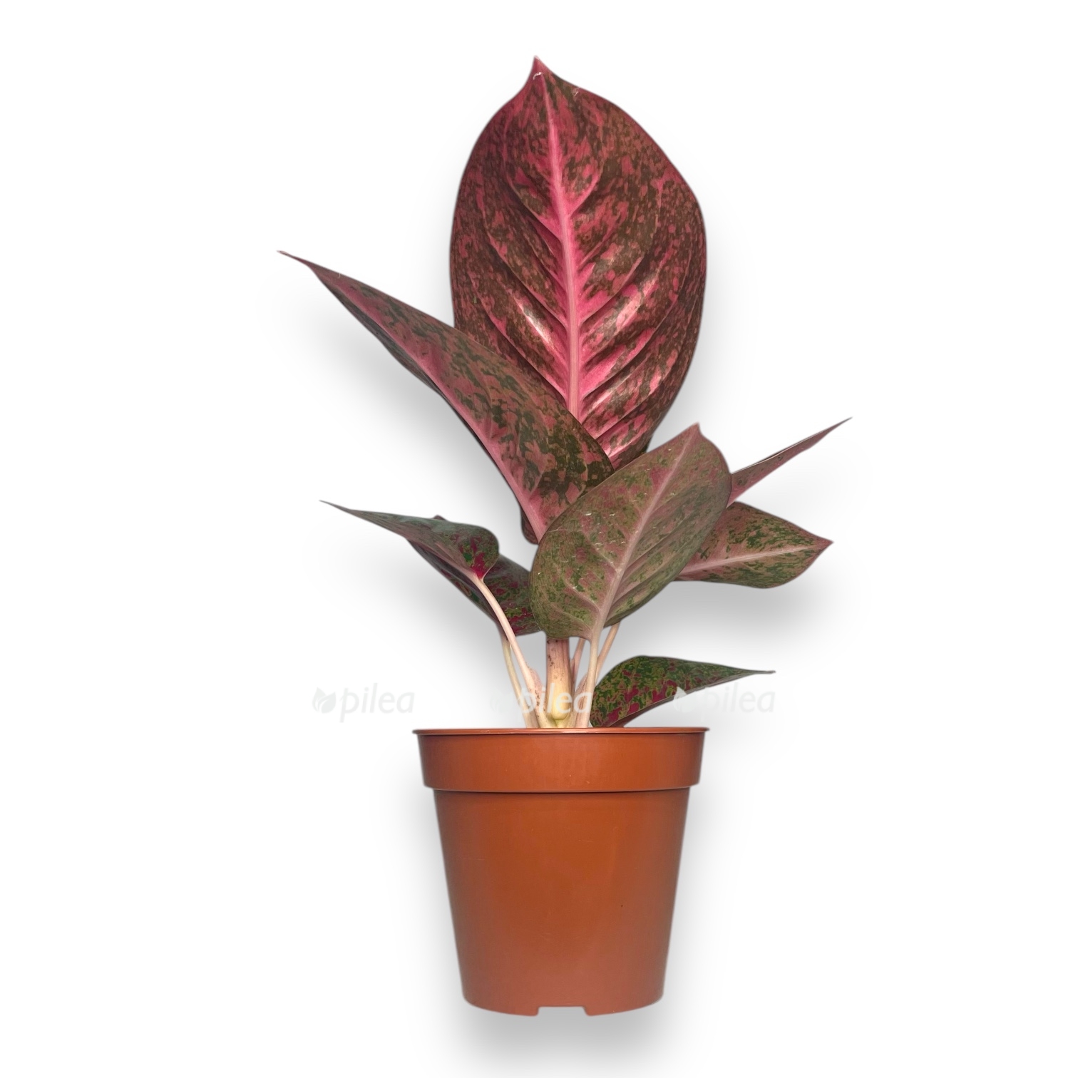 aglaonema red sprinkles