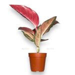 aglaonema red star e1706468699744