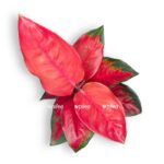 aglaonema red star e1706468712703