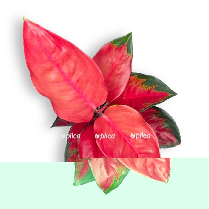aglaonema red star e1706468712703