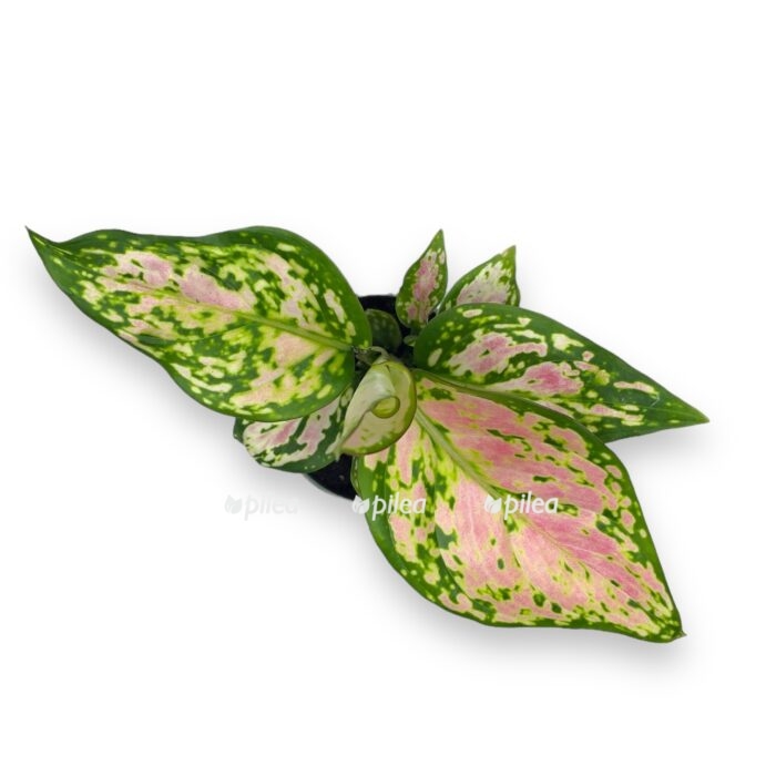aglaonema red valentajn 1 e1699371622865
