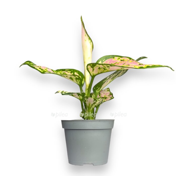 aglaonema red valentajn e1699371568548