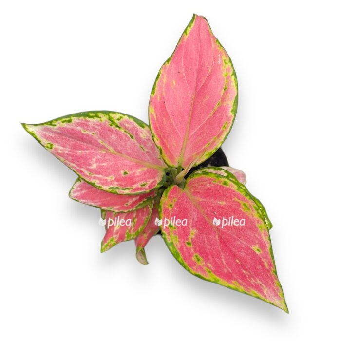 aglaonema red zirkon e1699371383335