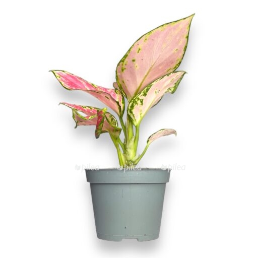 aglaonema red zirkon e1769076526895