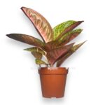 aglaonema romans red e1724084687555