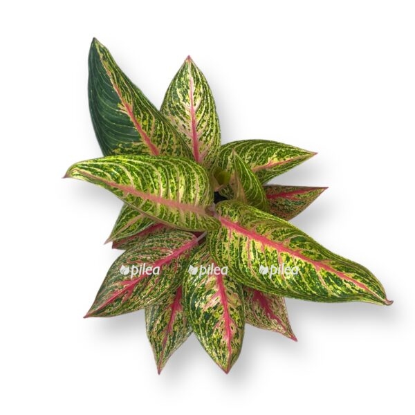 aglaonema romans red e1724084707184