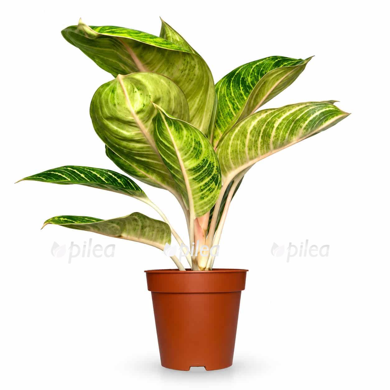 aglaonema rose parkeet