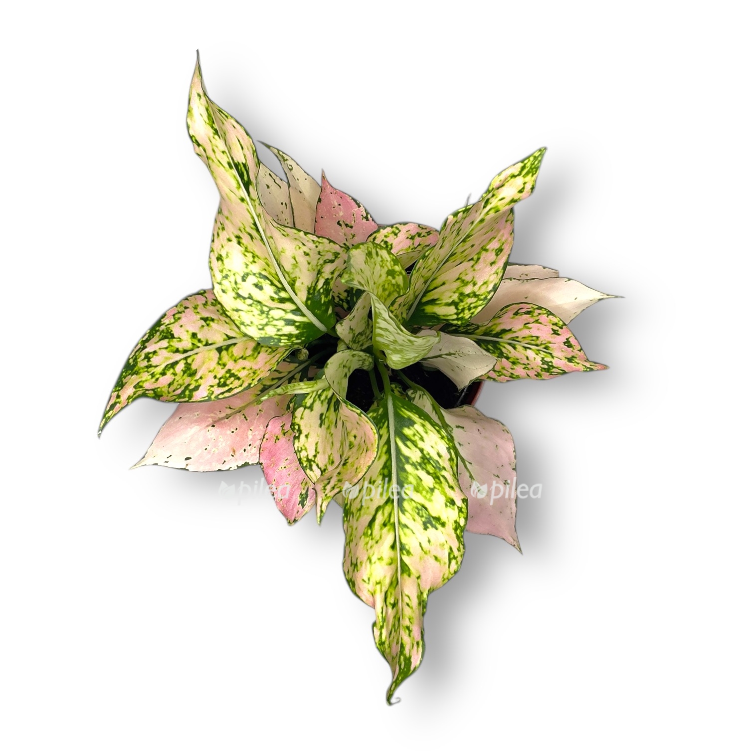 aglaonema rozi