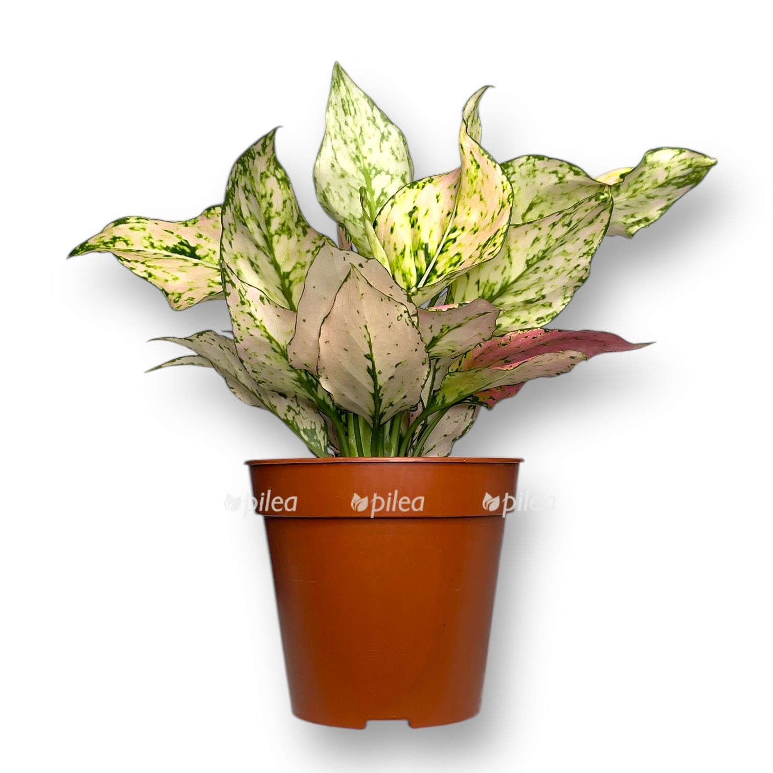 aglaonema rozi 1 1
