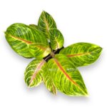 aglaonema rozi parkit
