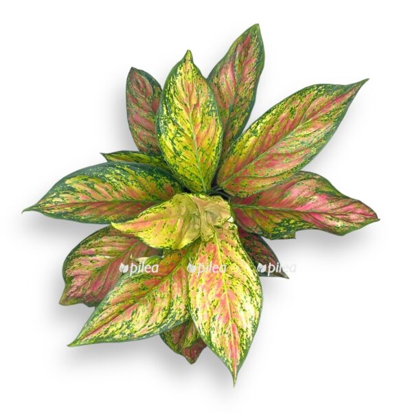aglaonema rubi lav 1945 e1722952563605
