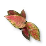 aglaonema rubi lav e1737038902428