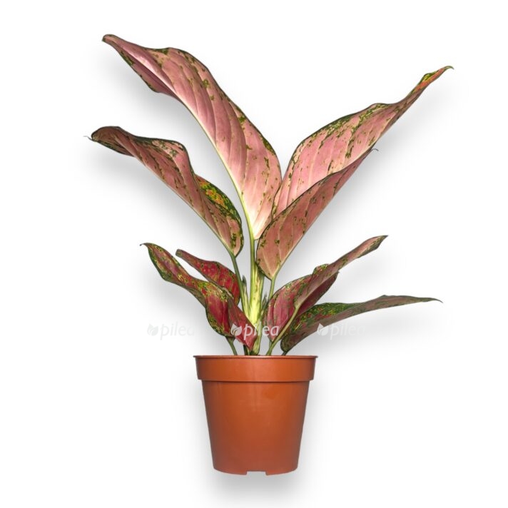 aglaonema rubi lav e1770718009420