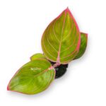 aglaonema rubi red