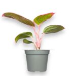 aglaonema rubi red
