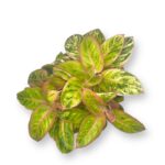 aglaonema salmon fentezi 40 sm