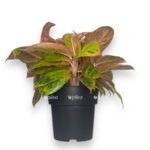 aglaonema salmon fentezi d19 sm e1770013693714