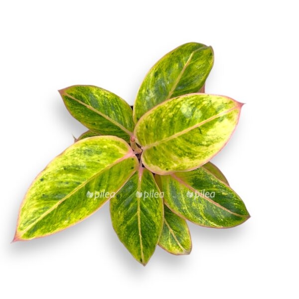 aglaonema salmon fentezi e1729182350507