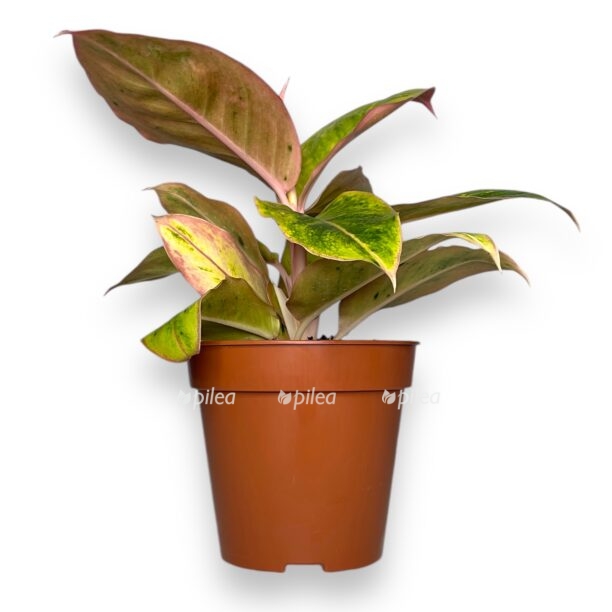 aglaonema salmon fentezi e1770013667469