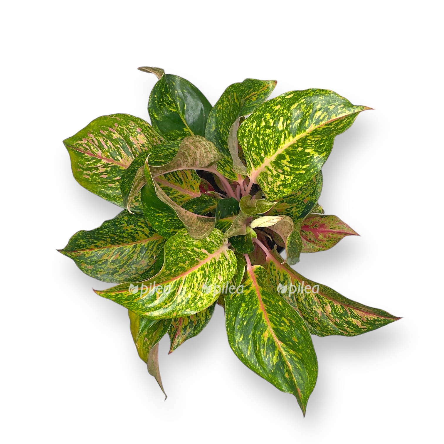 aglaonema samba red