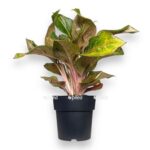 aglaonema samba red e1735448303816