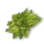 aglaonema shartrez priti
