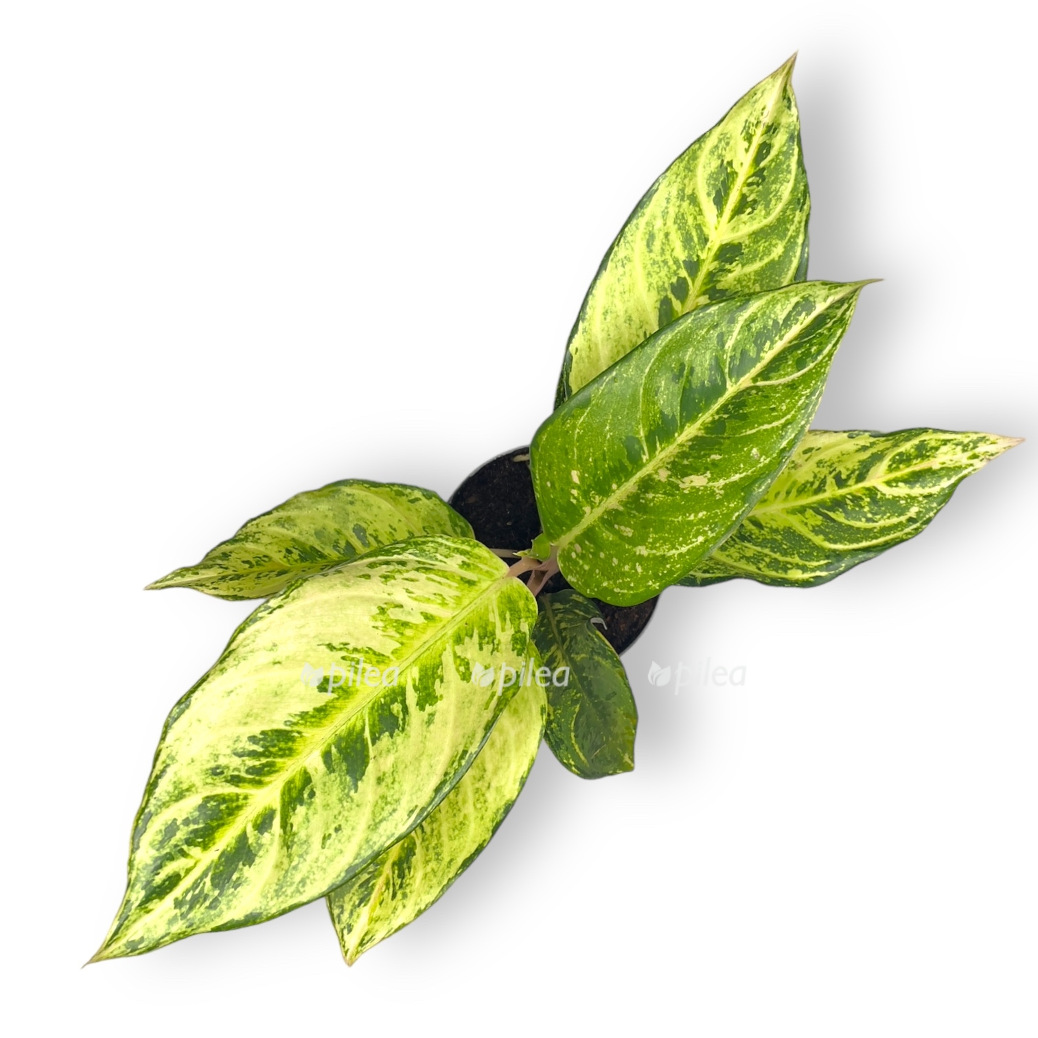 aglaonema shartrez priti 30 sm