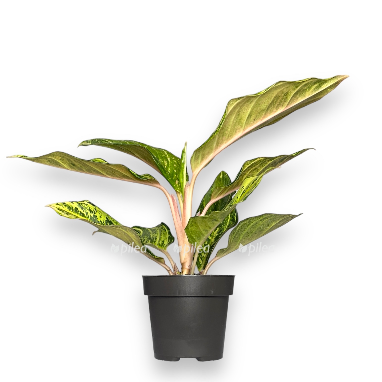 aglaonema shartrez priti