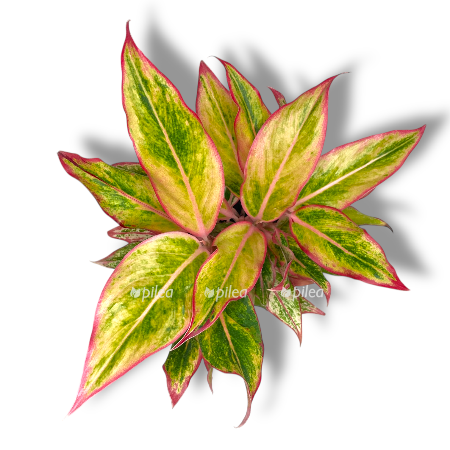 aglaonema siam avrora