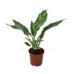 aglaonema siam avrora e1735448629858