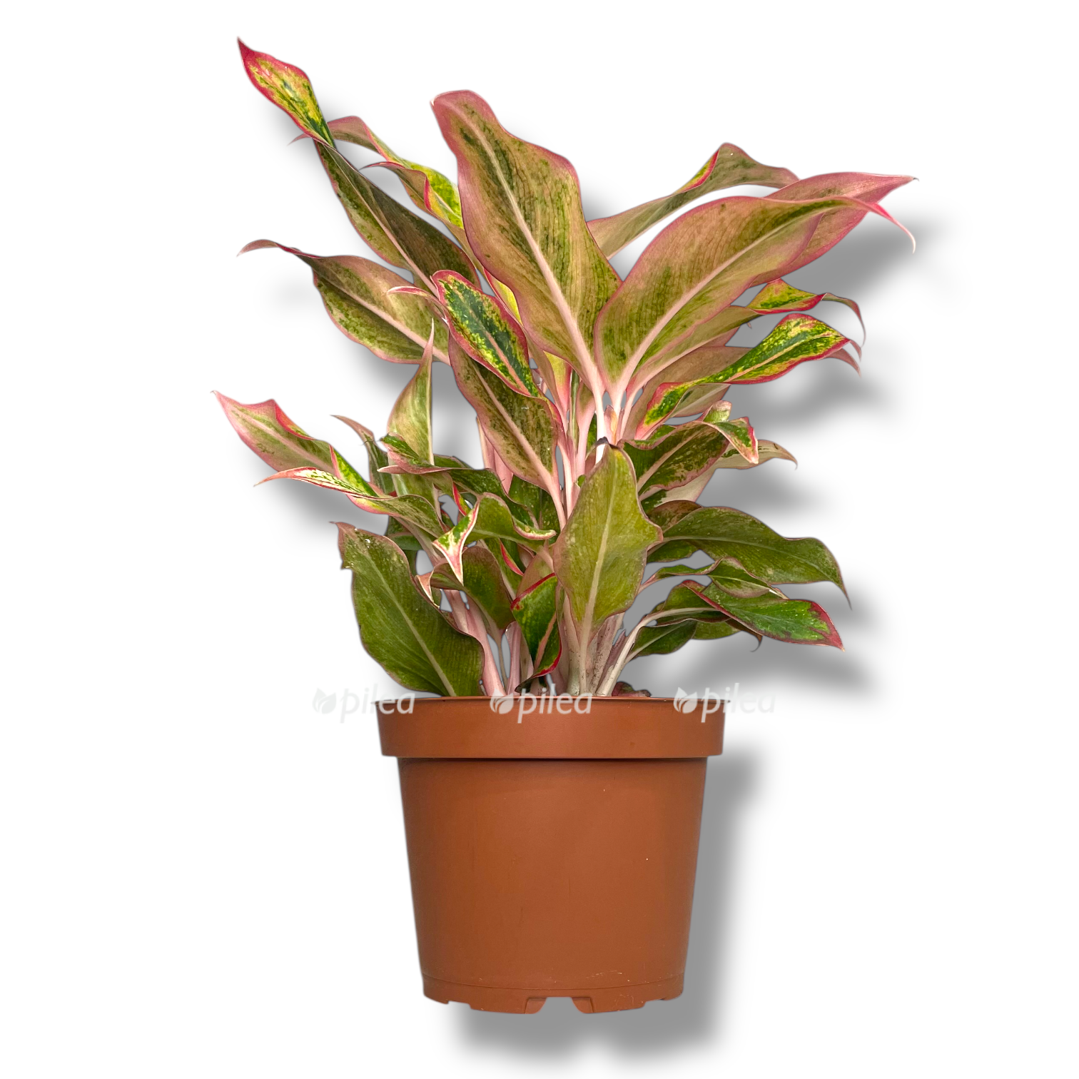 aglaonema siam avrora