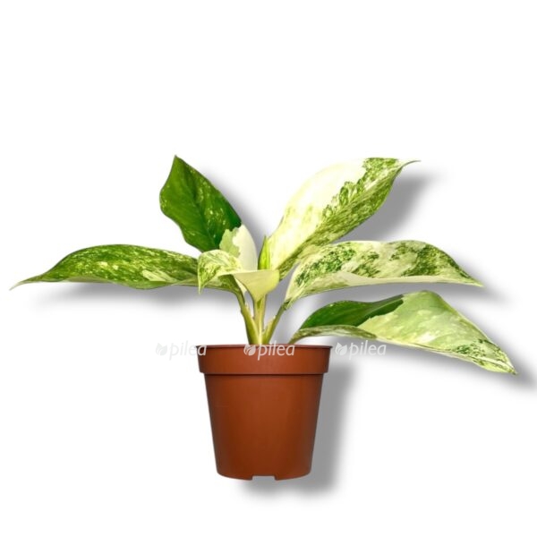 aglaonema siam zhade e1737182742161