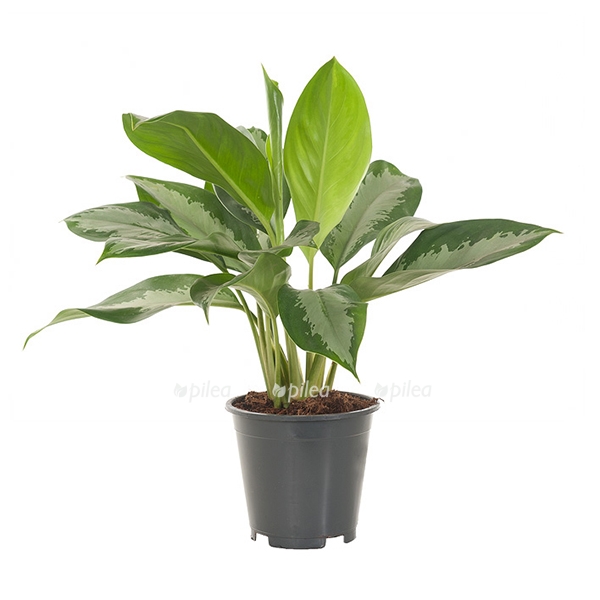 aglaonema silver bay 17 best