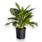 aglaonema silver bej 24 50 sm e1700290178177