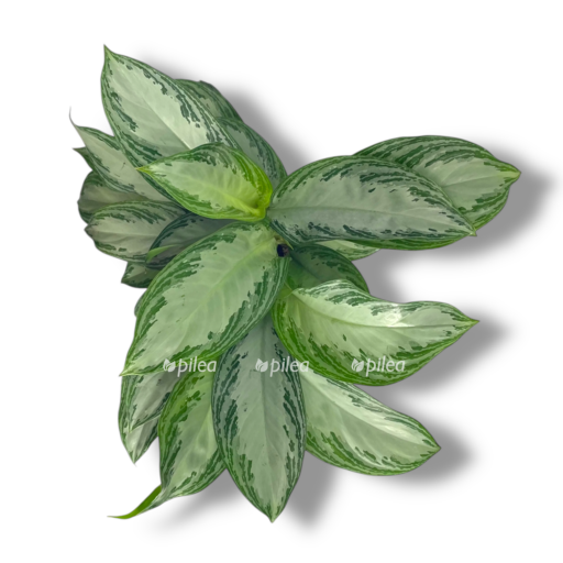 aglaonema silver bej d19 e1768320953470