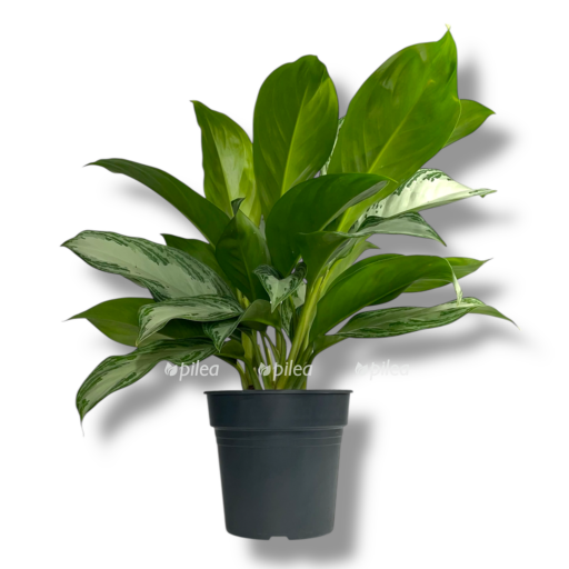 aglaonema silver bej d19 sm e1768320943782