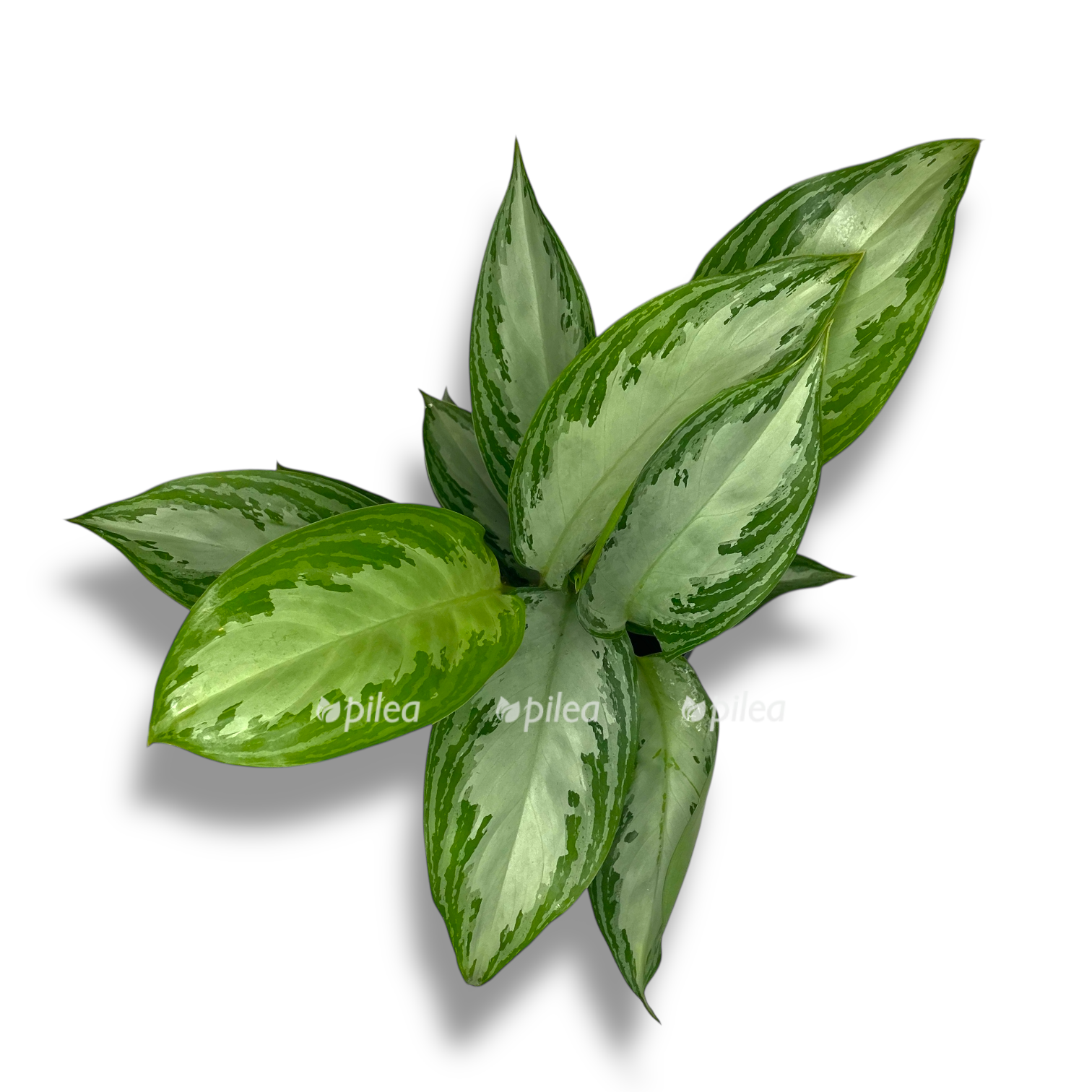 aglaonema silver bej