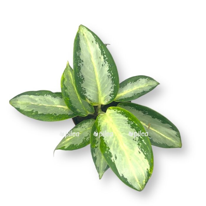 aglaonema silver blyu e1712153565807