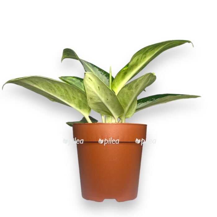 aglaonema silver blyu e1712153570246
