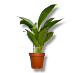 aglaonema silver frost e1757738399572